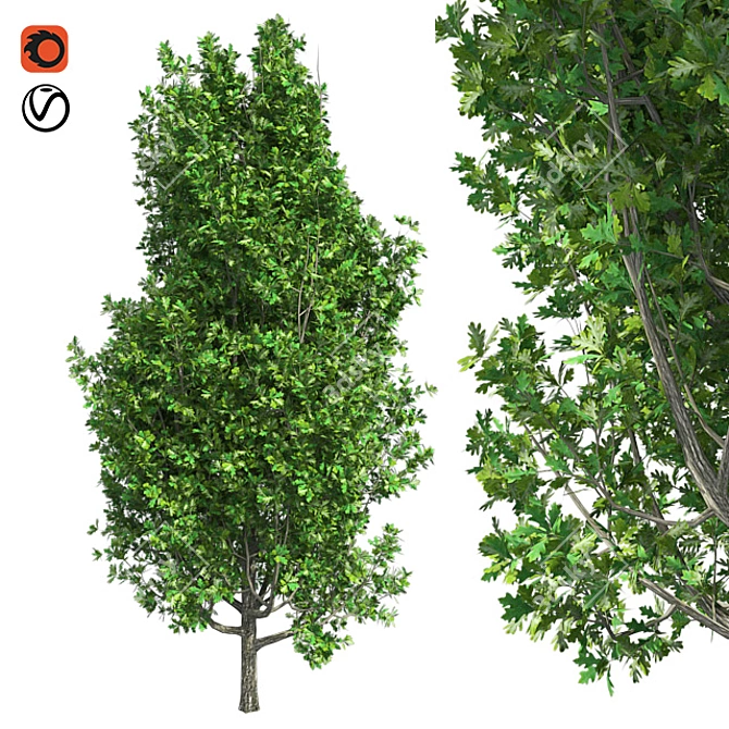 Optimized Quad Cypress Oak 3D model image 1