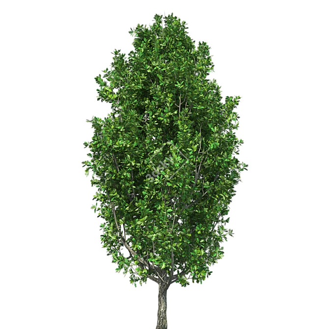 Optimized Quad Cypress Oak 3D model image 2