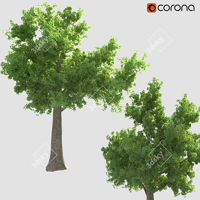 Corona Render Tree: 737.48 cm Height 3D model image 1