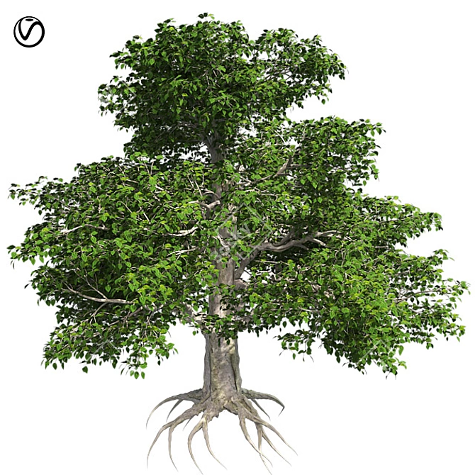 European Beech Tree: High-Quality 3D Model 3D model image 1