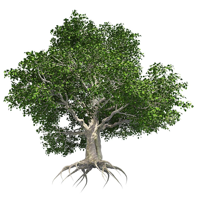 European Beech Tree: High-Quality 3D Model 3D model image 4