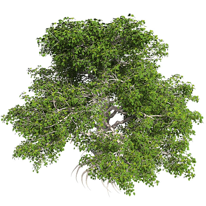 Title: EuropaBeech Corona Tree 3D model image 3