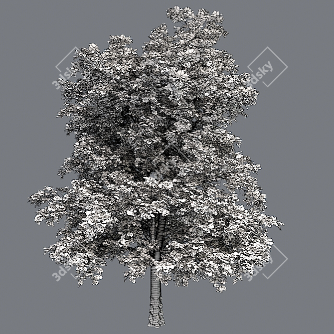  European Linden Tree: High-Quality and Realistic 3D model image 1