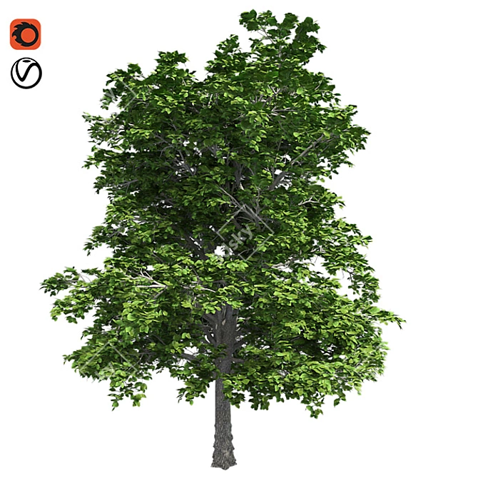  European Linden Tree: High-Quality and Realistic 3D model image 5