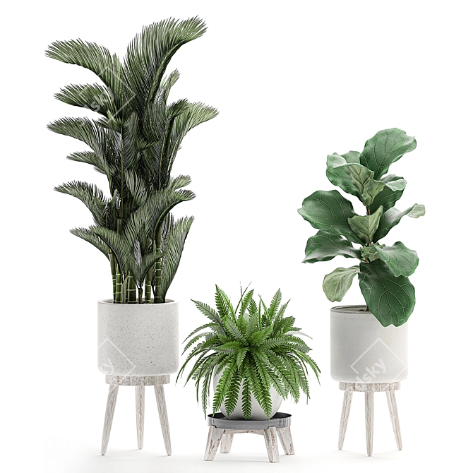 Tropical Plant Collection in White Pots 3D model image 4