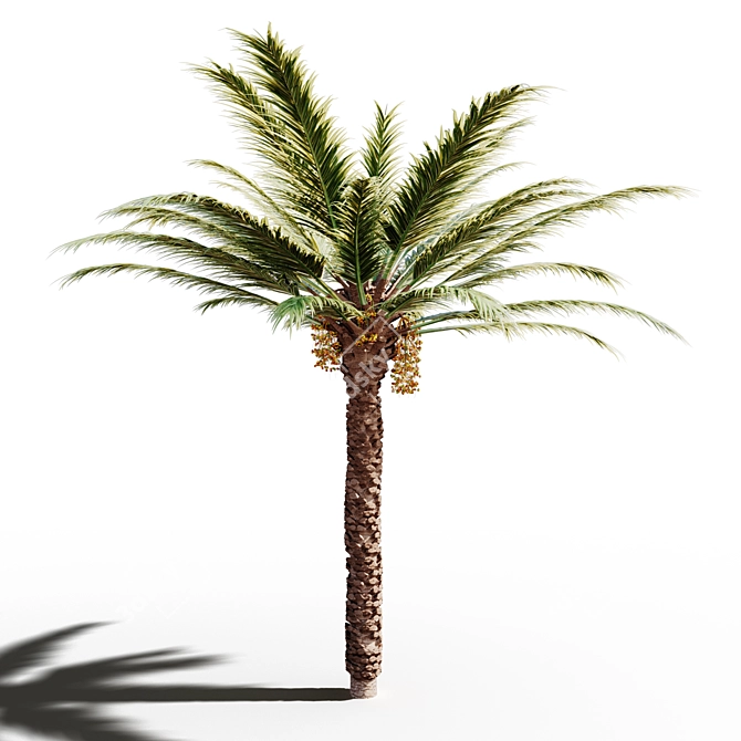 Tropical Paradise: 18x18m Palm Tree 3D model image 1