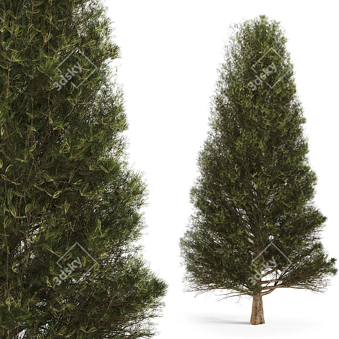 Premium Duo Pines 3D model image 2