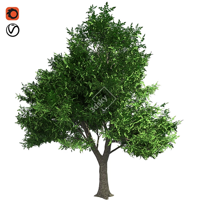 Optimized Green Ash Tree 3D model image 1