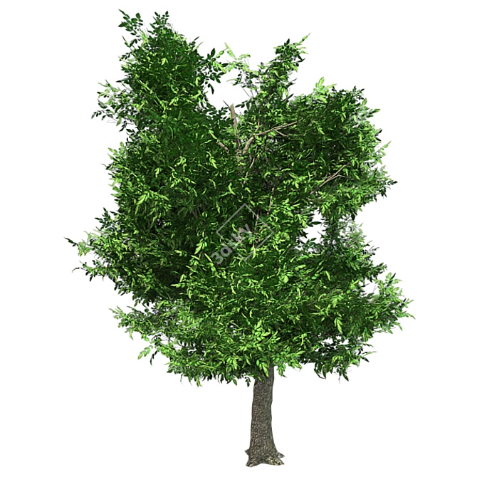 Optimized Green Ash Tree 3D model image 2