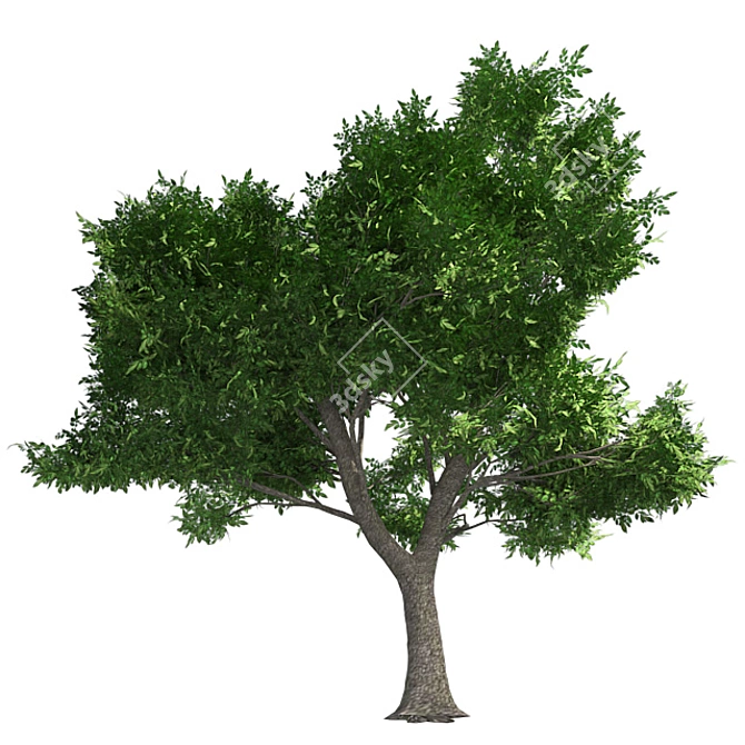 Optimized Green Ash Tree 3D model image 3