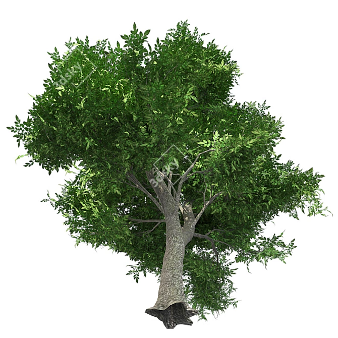 Optimized Green Ash Tree 3D model image 4