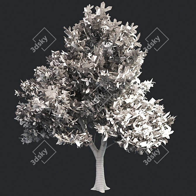 Optimized Green Ash Tree 3D model image 5