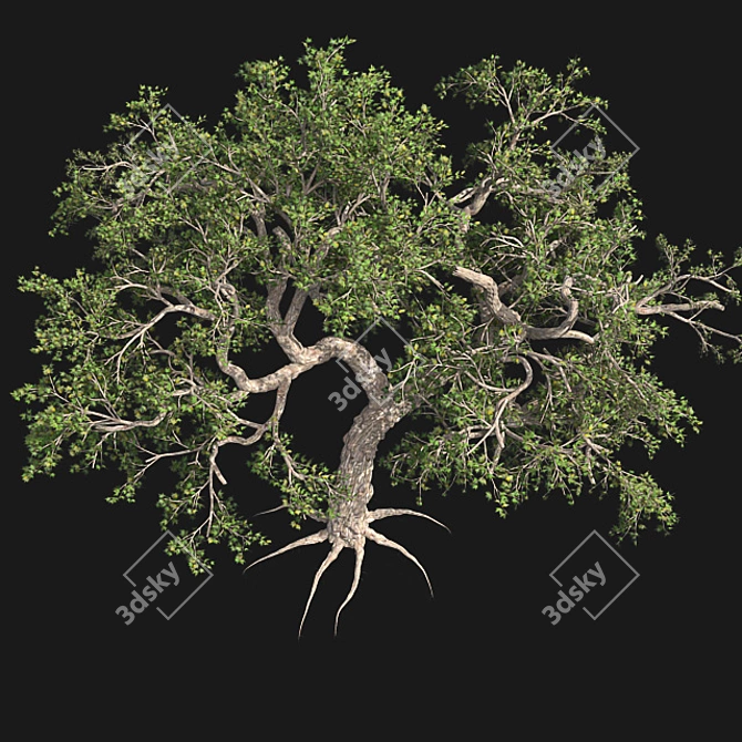 Japanese Maple Tree: Premium Quality 3D model image 2