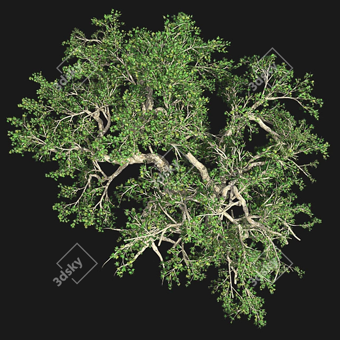 Japanese Maple Tree: Premium Quality 3D model image 4
