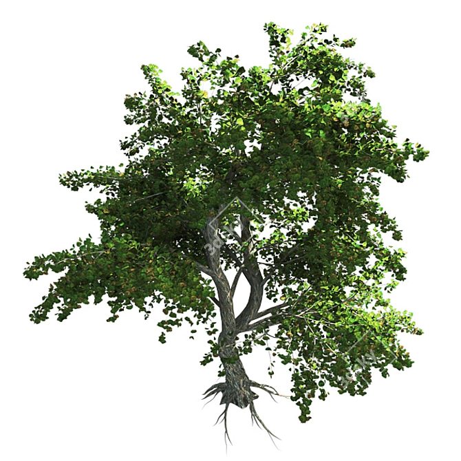 Zen Garden Katsura Tree 3D model image 2