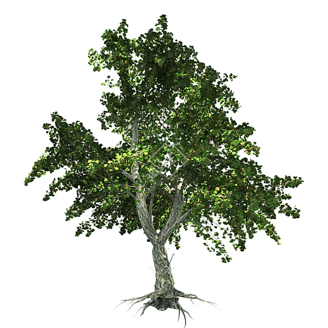 Zen Garden Katsura Tree 3D model image 3