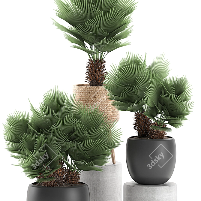 Tropical Palm Collection: Exotic & Decorative Indoor Plants 3D model image 2