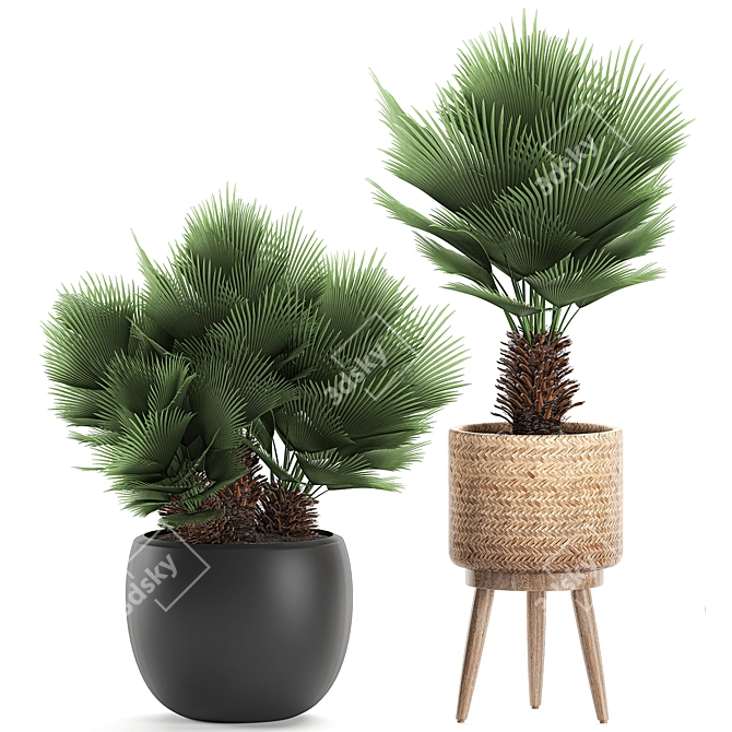 Tropical Palm Collection: Exotic & Decorative Indoor Plants 3D model image 3