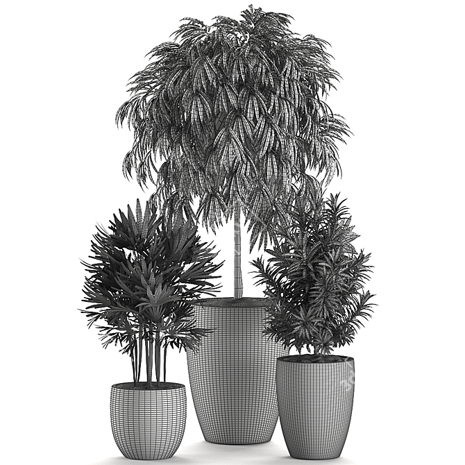 Exotic Plant Collection: Rhapis, Ficus, Nerium 3D model image 5