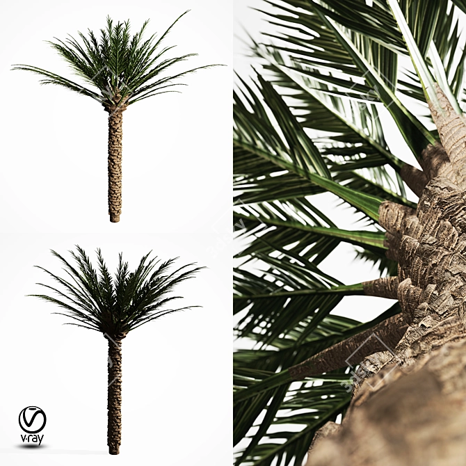 Tropical Palm Tree 5S 3D model image 1