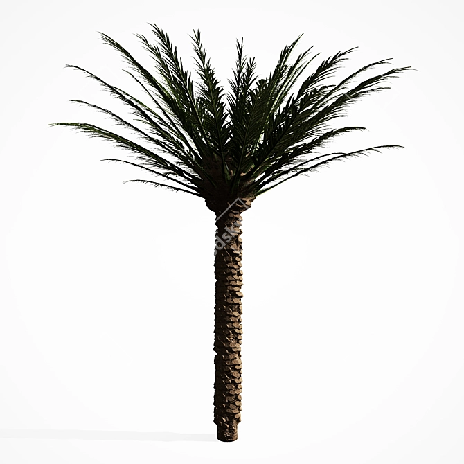 Tropical Palm Tree 5S 3D model image 3