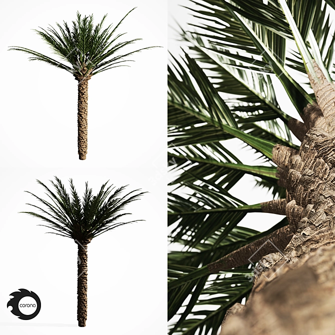 Tropical Palm Tree 5S 3D model image 1