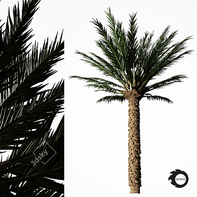 Tropical Palm Tree 5S 3D model image 2