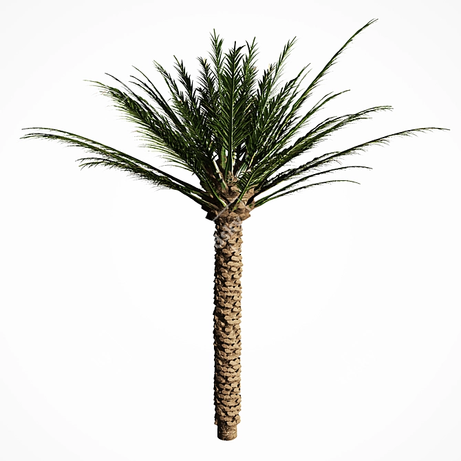 Tropical Palm Tree 5S 3D model image 4