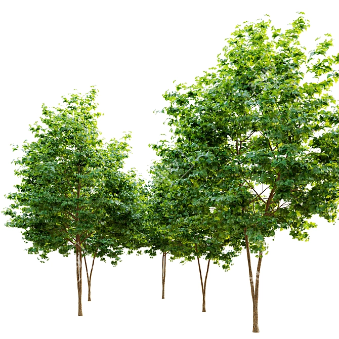  Majestic Maple Tree 3D model image 2