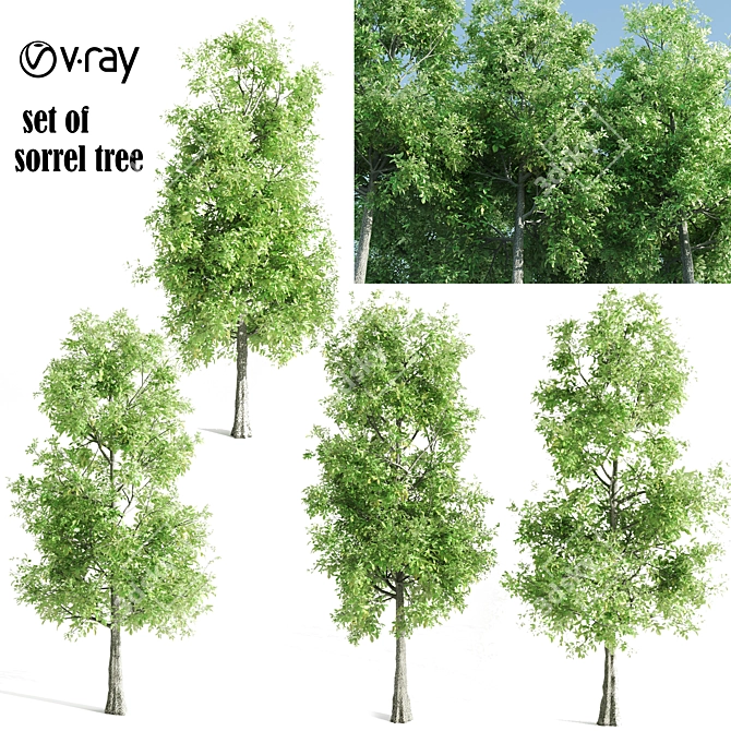 4 Sorrel Trees: Vibrant and Hardy Set! 3D model image 1