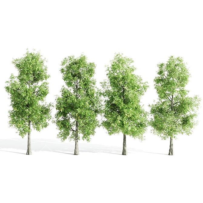 4 Sorrel Trees: Vibrant and Hardy Set! 3D model image 3