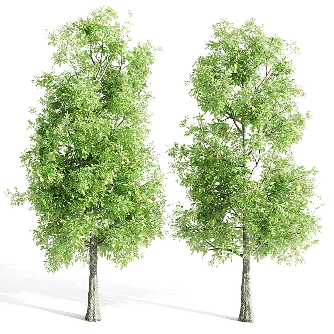 4 Sorrel Trees: Vibrant and Hardy Set! 3D model image 4