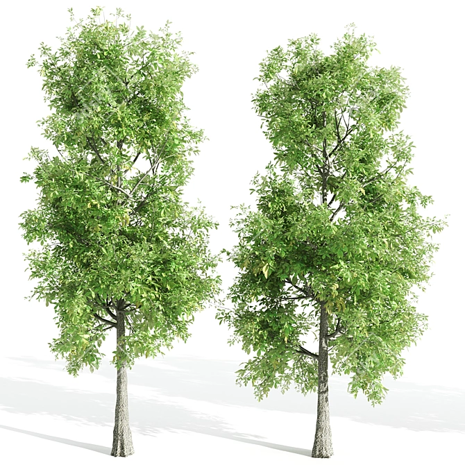 4 Sorrel Trees: Vibrant and Hardy Set! 3D model image 5