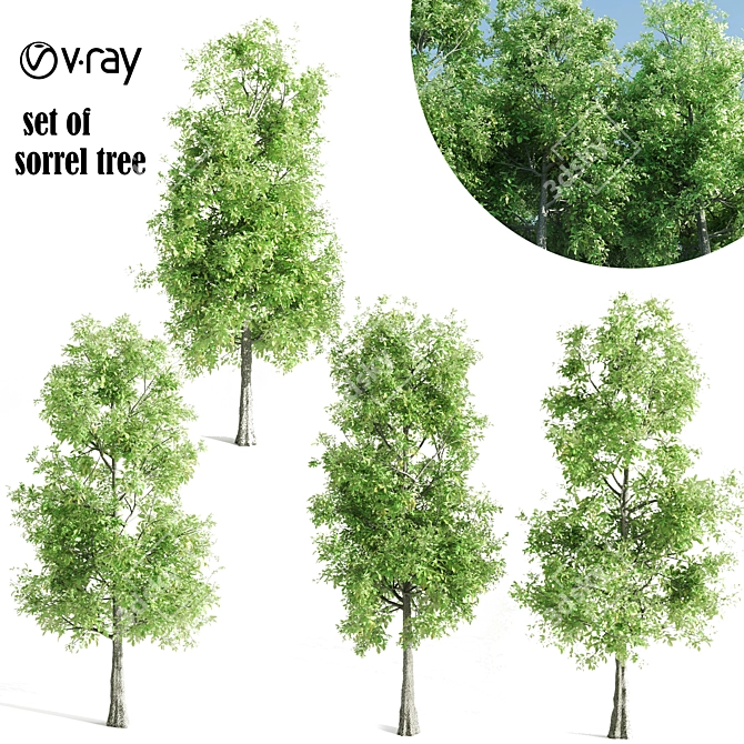 4 Sorrel Trees: Vibrant and Hardy Set! 3D model image 7