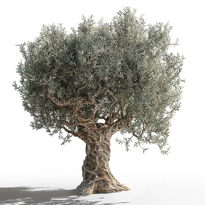 Gorgeous Olive Tree for Your Space 3D model image 1