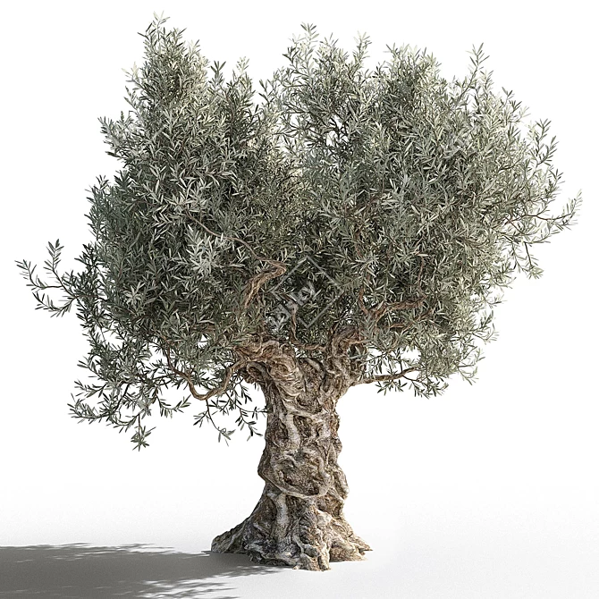 Gorgeous Olive Tree for Your Space 3D model image 2