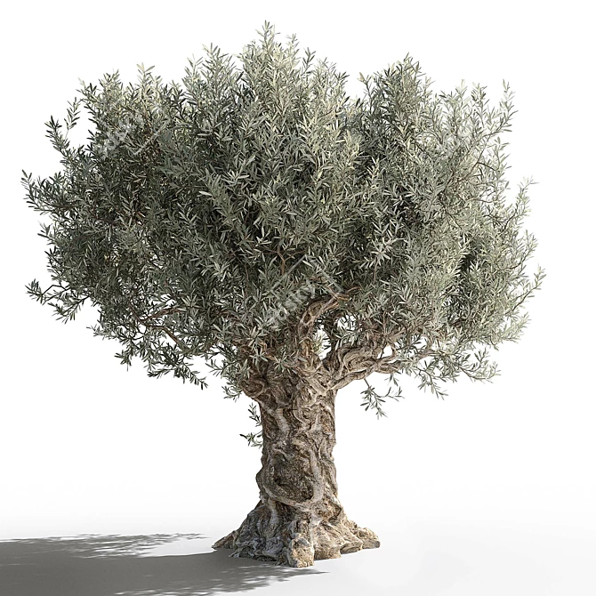 Gorgeous Olive Tree for Your Space 3D model image 3