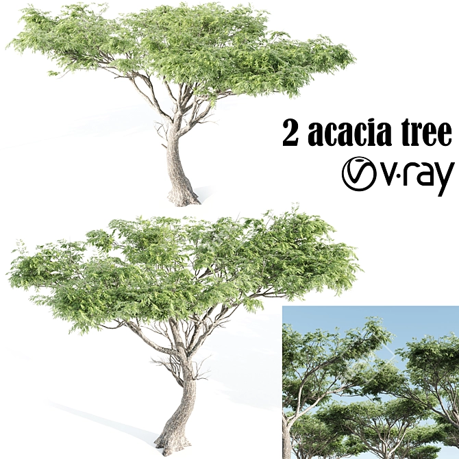 Dual Acacia Scene 3D model image 1