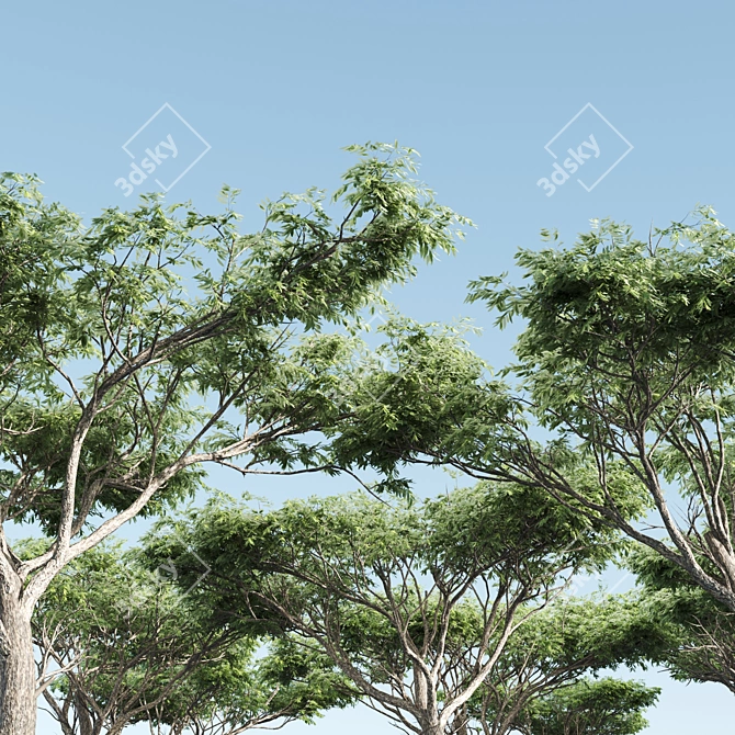 Dual Acacia Scene 3D model image 2