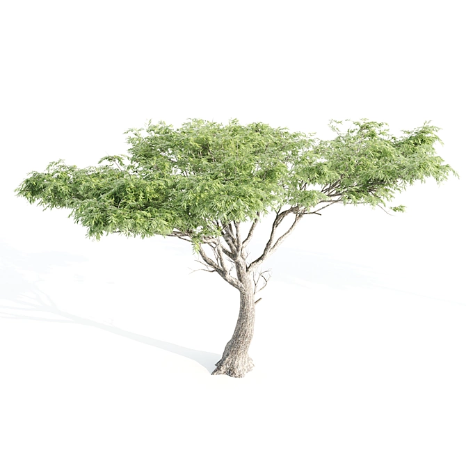 Dual Acacia Scene 3D model image 4