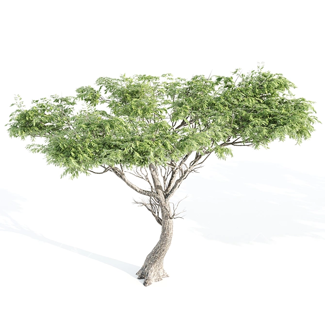 Dual Acacia Scene 3D model image 5