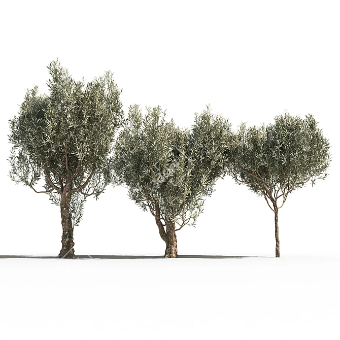 Mediterranean Trio: Three Majestic Olive Trees 3D model image 1