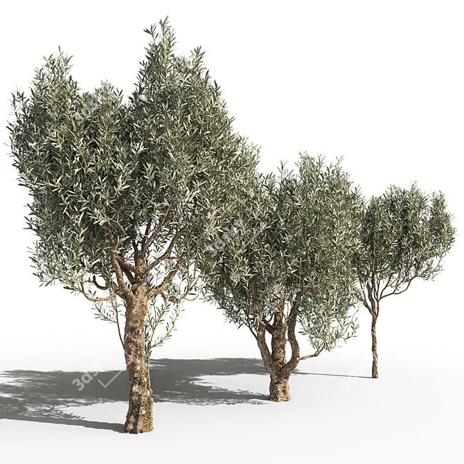 Mediterranean Trio: Three Majestic Olive Trees 3D model image 2
