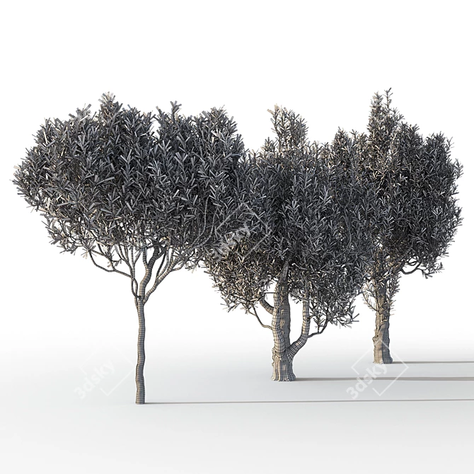 Mediterranean Trio: Three Majestic Olive Trees 3D model image 4