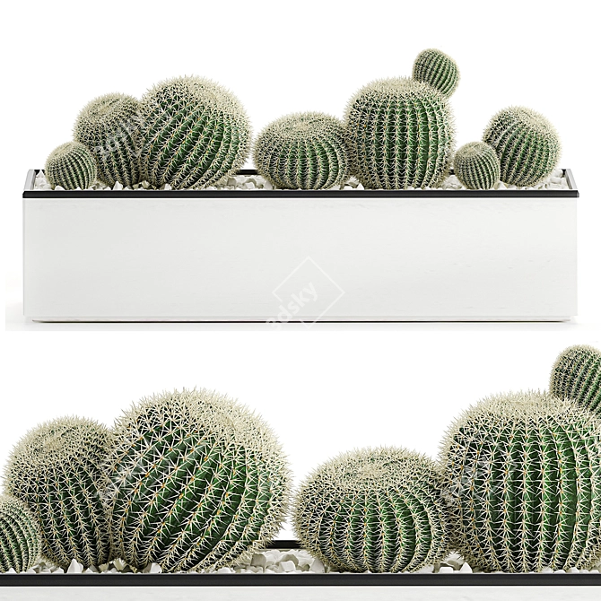 Exotic Cactus Collection in White Pots 3D model image 1