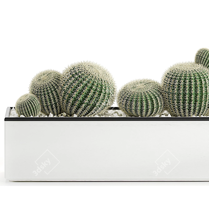 Exotic Cactus Collection in White Pots 3D model image 3