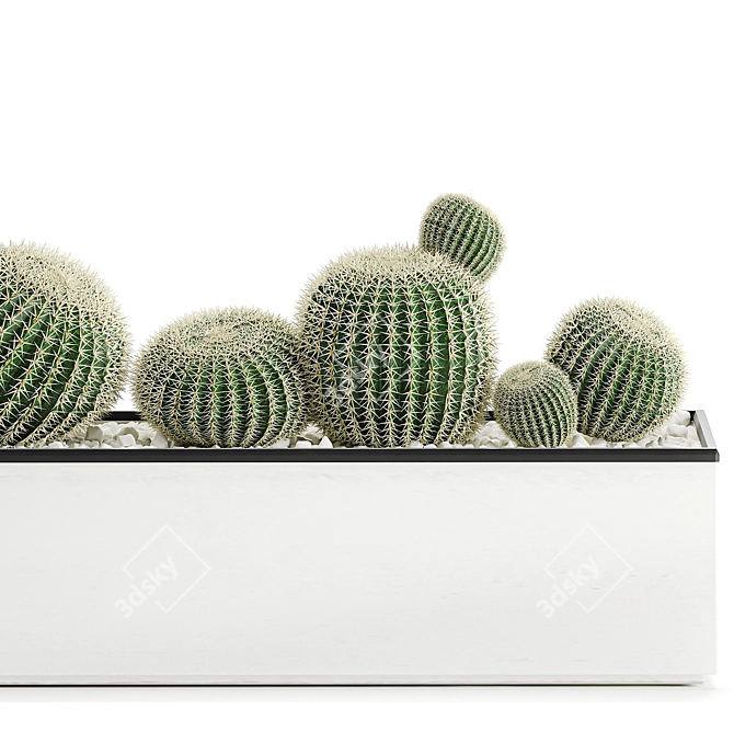 Exotic Cactus Collection in White Pots 3D model image 4