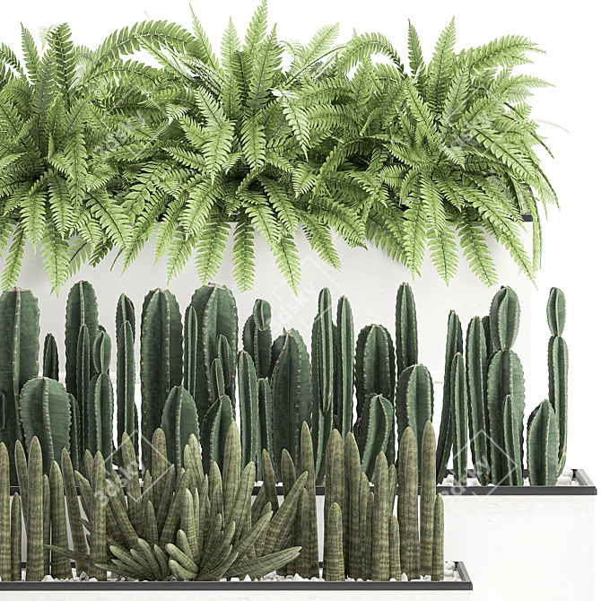 Tropical Plant Collection: Exotic Cacti, Fern, Sansevieria 3D model image 2