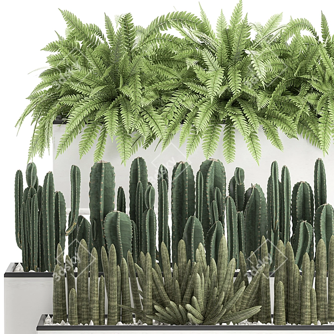 Tropical Plant Collection: Exotic Cacti, Fern, Sansevieria 3D model image 4
