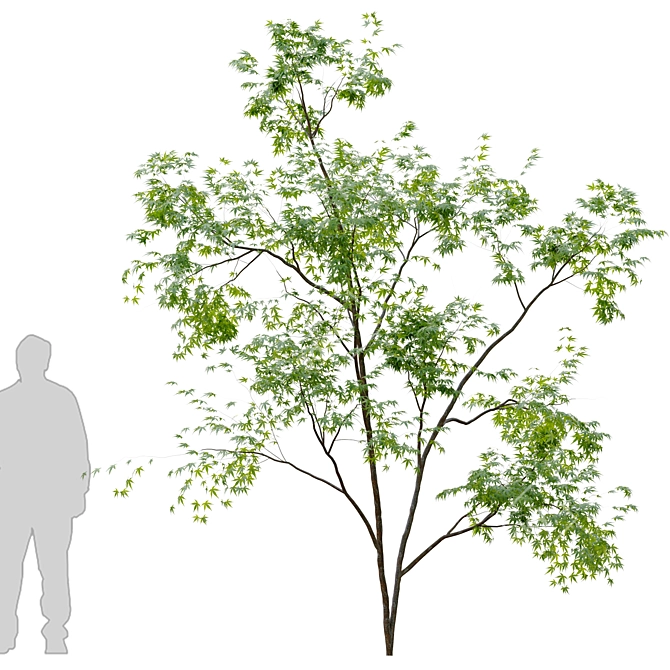 Lush Twin Saplings - 3D Tree Models 3D model image 2